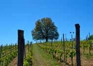 ITALIEN IL CASCINONE, PIEMONTE Den lilla vingården Il Cascinone, med anor från 1920-talet, ligger vackert beläget omgivet av böljande kullar i Piemonte.