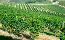 Gården har 50 hektar vinodlingar, där det odlas flera druvsorter, till exempel Barbera, Merlot och Cabernet Sauvignon. Druvorna skördas för hand för att säkerställa en hög kvalitet.