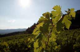 SPANIEN BODEGAS ONTAÑON, RIOJA Familjeföretaget Bodegas Ontañon ligger i hjärtat av Rioja. De 40-åriga vinrankorna växer på Sierra Yergas sluttningar i Rioja Baja.