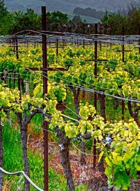 USA BOUTINOT, KALIFORNIEN Boutinot har arbetat med odlare i Kalifornien i över 10 års tid. De letar upp de bästa druvorna för att kunna göra så bra och prisvärda viner som möjligt.