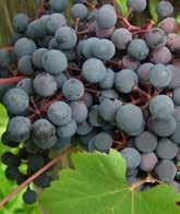 Grenache Noir, Syrah och Cinsault bidrar med sina smaker till detta mogna, fylliga vin med toner av mörka körsbär, svartpeppar och plommon. Art. nr.