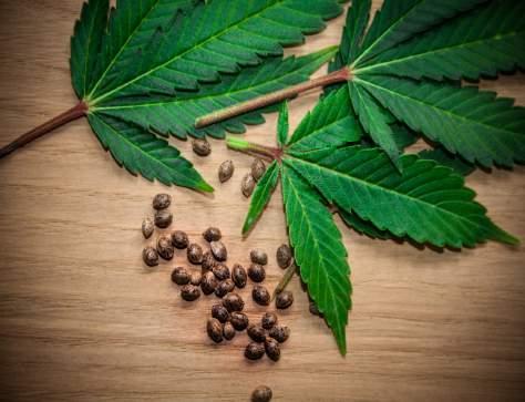 Cannabinoider & Endocannabinoida systemet Cannabinoider är en grupp molekyler som finns i Cannabis/Hampa plantan. Det finns över 110 olika cannabinoider.