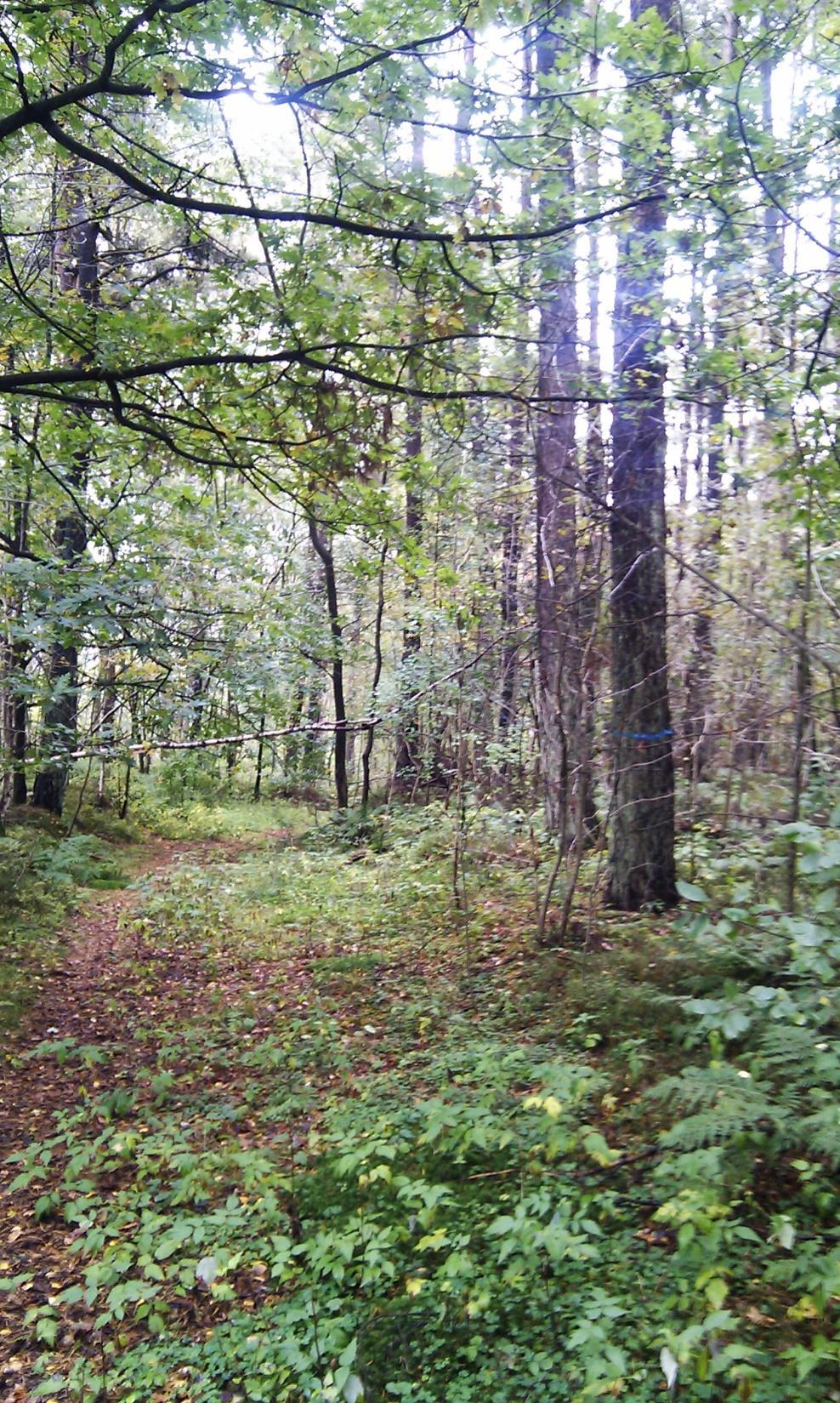 Stigar Stigar har stor betydelse för tillgänglighet och framkomlighet i skogen. Efter dessa stråk sker det mest frekventa nyttjandet.