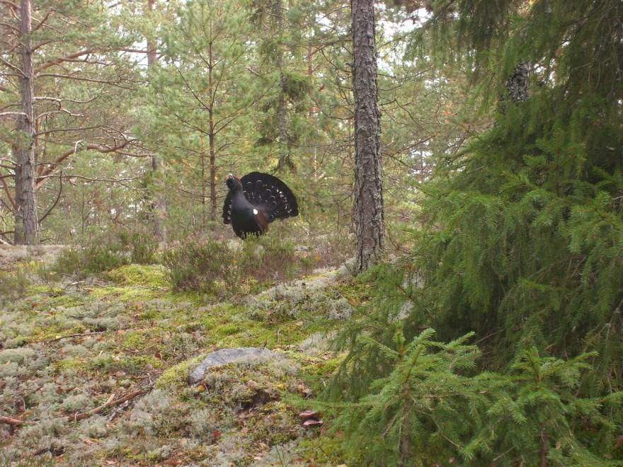 maj Maj 2015 2017 1 2 3 4 5 6 7 Vandring Bogesundslandet Frilufsare, Stavgång se januari månad Sön 7 maj- Vandring på Bogesundslandet. Samling kl. 09.
