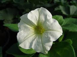 Hängpetunia, pegasus table rose