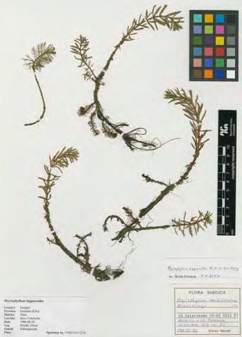 Hästsvansslingan i Blomstermåla En för Norden ny art, Myriophyllum hippuroides Stefan Ericsson I samband med arbetet med texten om slingor Myriophyllum i Flora Nordica har jag under ett antal år