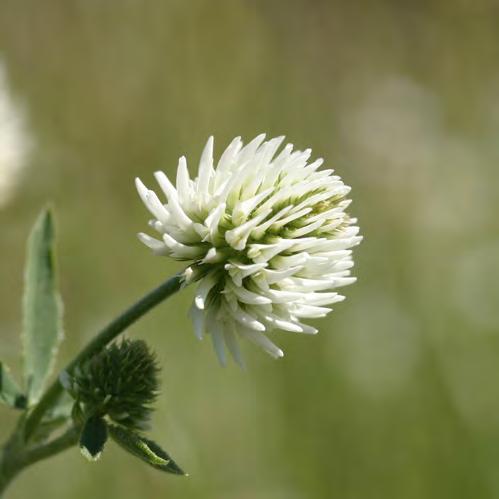 underarter i Blekinge och södra Småland Sid