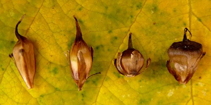 Bild 1. Mogna och torkade frukter av storigelknoppar Sparganium erectum. Från vänster: vanlig storigelknopp ssp. microcarpum, glansigelknopp ssp. neglectum, klotigelknopp ssp.