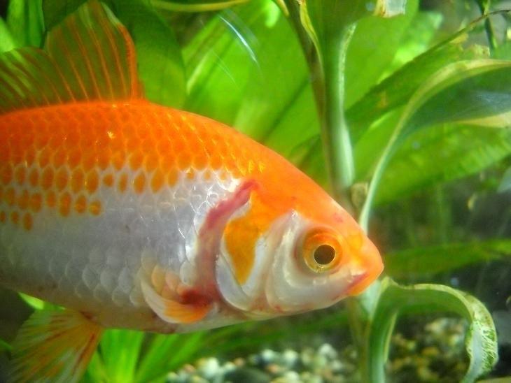 Hur andas djur? Fiskar tar upp syre som är löst i vattnet via sina gälar.
