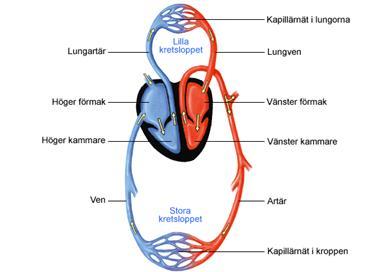 Hjärta