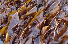 Value Pharmaceuticals Food/Fine chemicals Biobased materials/bulk chemicals Feed Energy Volume Objectives: To design integrated