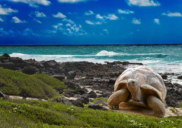 Vi tar en kort promenad över det vulkaniska landskapet och kommer till en vacker sandstrand där man mellan december och mars kan se gröna sköldpaddor.