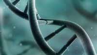 Balansens historia 1:1 4:1 Vårt DNA är skapat för att vara 1:1.