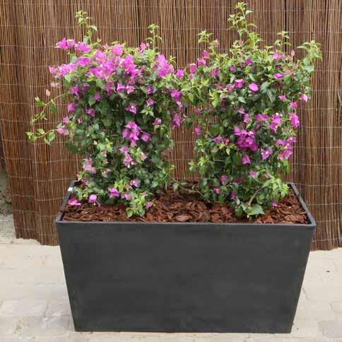 cm Bougainvillea Klassisk, väldoftande