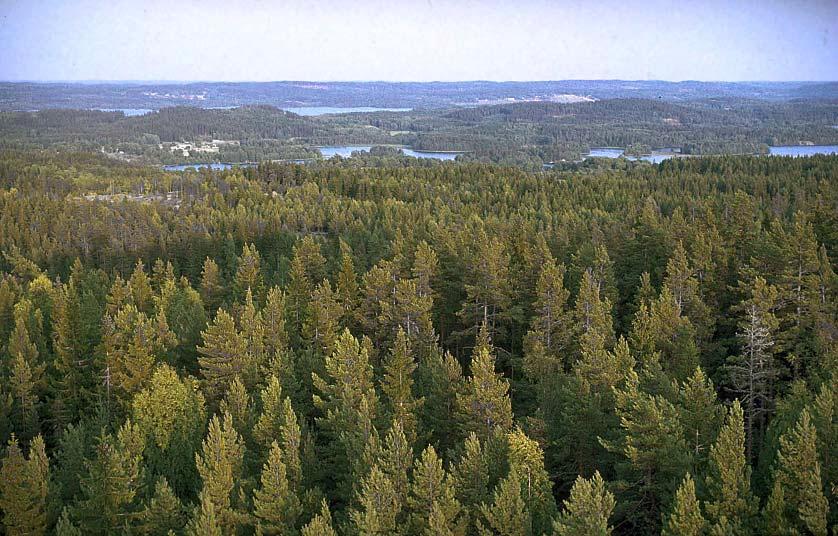 RAPPORT 11A 2001 Temaserie: MARKFÖRSURNING & MOTÅTGÄRDER