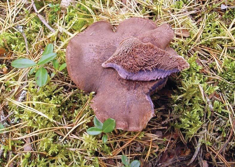 ett för violgubbe (Aronsson 2006).