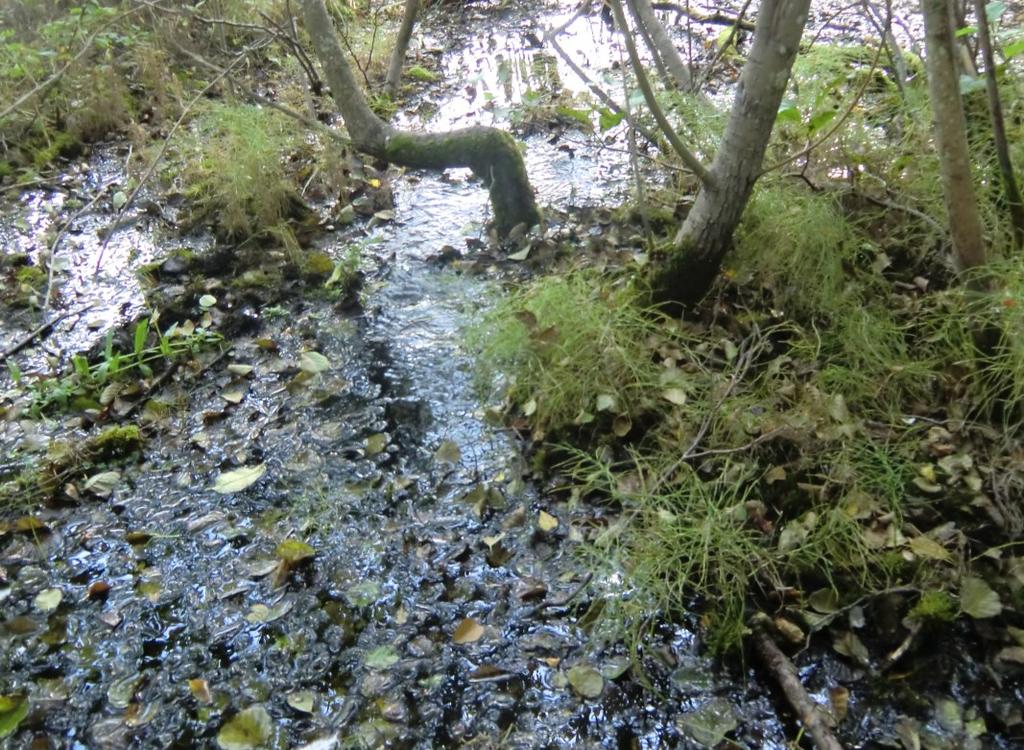 Inga uppmätta miljögifter. Lillsjön (HC) i Jordbromalm, Haninge.
