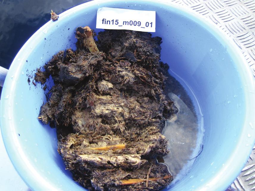 Erosion Fibersediment på grunt vatten, oftast fiberbankar, utsätts för vågerosion.