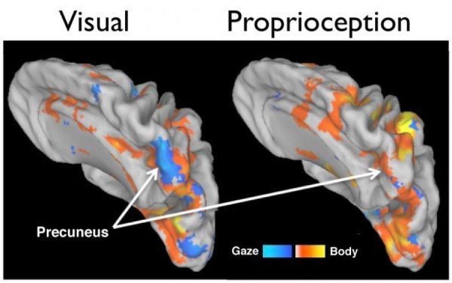 Proprioception, funktion & tester 3D-karta av kroppen och dess omgivning Koordination