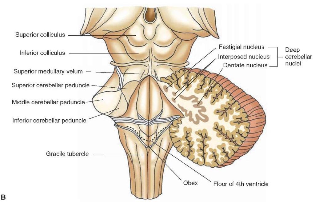 Lillhjärnan, cerebellum Afferens Led- och muskelsinnet Balansapparaten Syn