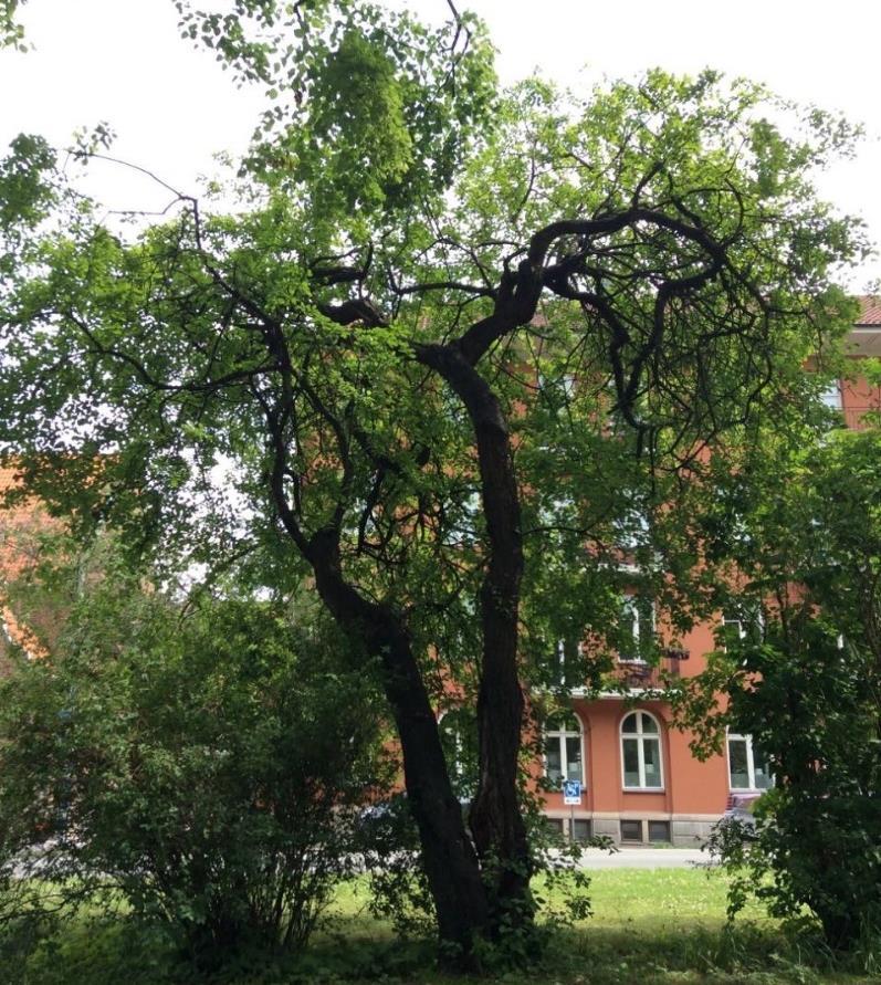 de står för 11 % av beståndet bör detta planeras inför och absolut inte plantera in mer hästkastanj.