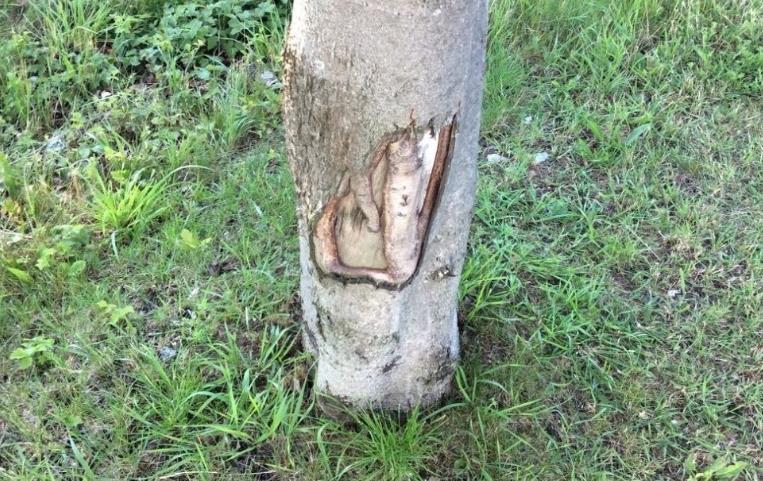 En lösning är att använda mulchmaterial runt stammen, plantera perenner eller bara låta bli att klippa gräset under trädets krona.