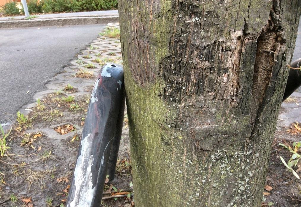 Detta kan röra sig om påkörningsskador i gatumiljö men det vanligaste är beskärningsskador. Trädvårdsarbetet i park och gata är i många fall undermålig.