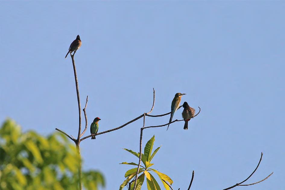 Eftersom det förekommer olika engelska namn på fåglarna i olika böcker har jag valt att använda namnen från boken Birds of Sri Lanka av Deepal Warakagoda, Carol Inskipp, Tim Inskipp & Richard