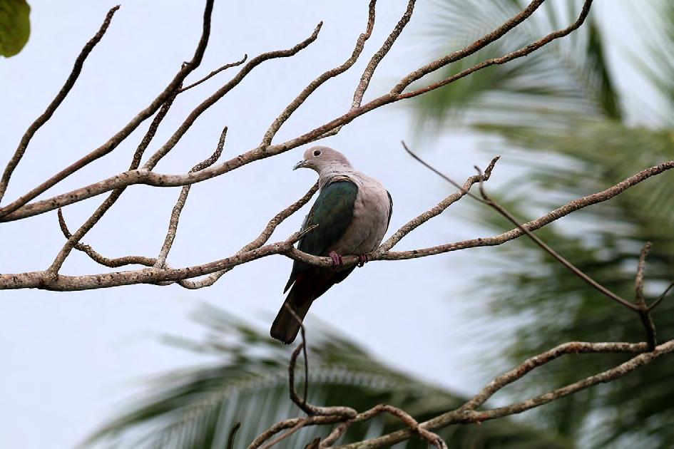 Green Imperial Pigeon är en stor duva med ett djupt spelläte.