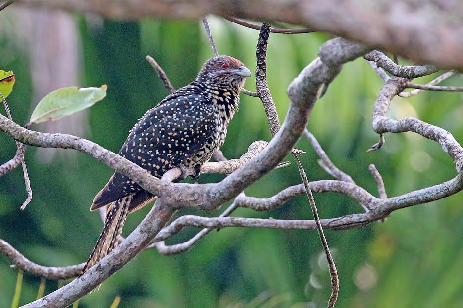 Asian Koel (asiatisk koel) Ett par (hanne och hona) fanns i området hela tiden och sågs då