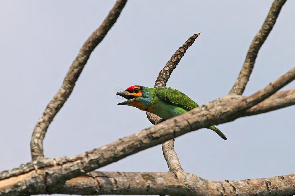 Crimson-fronted Barbet, en av de fågelarter som enbart finns i Sri Lanka. Crimson-fronted Barbet (ceylonbarbett)* Mindre och färgstarkare än ovan nämnda släkting.