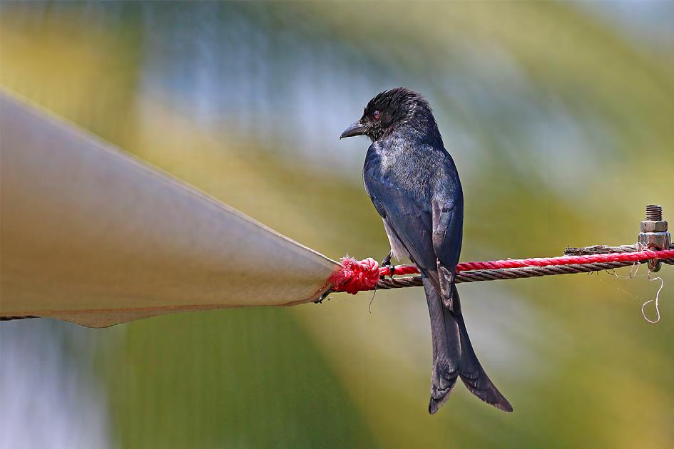 White-bellied Drongo är som en stor flugsnappare med svalstjärt.