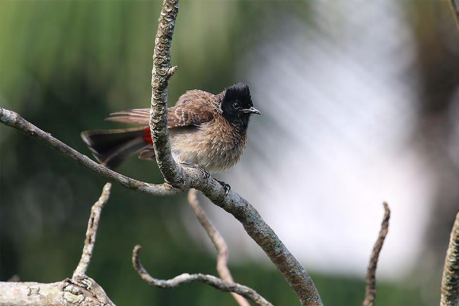 varifrån den gjorde utfall mot insekter på flugsnappar-manér.