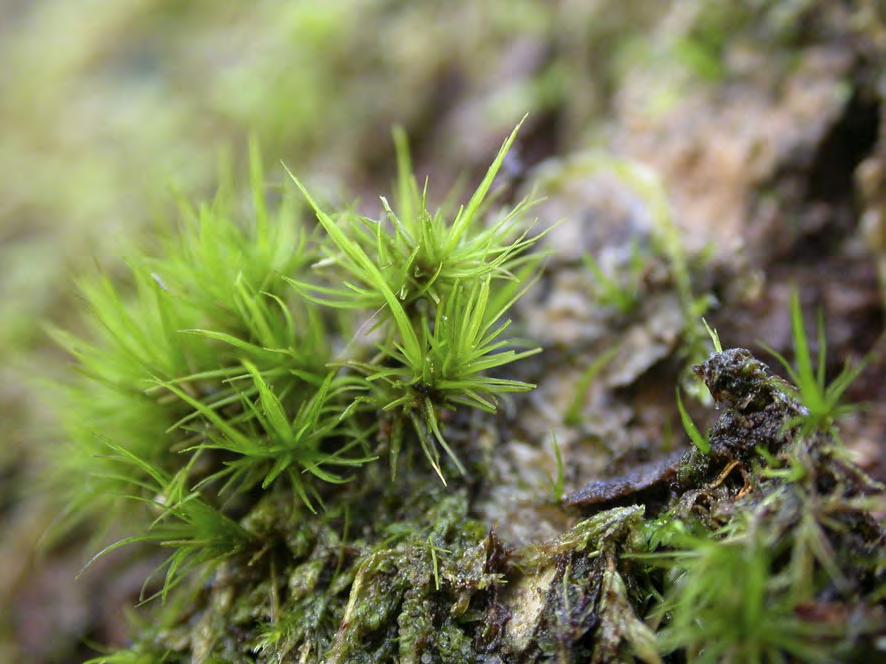 Inventering av barkkvastmossa Dicranum viride i Uppsala och Gävleborgs län Henrik Weibull, Naturcentrum AB, Strandtorget 3, 444 30 Stenungsund, Henrik.Weibull@naturcentrum.