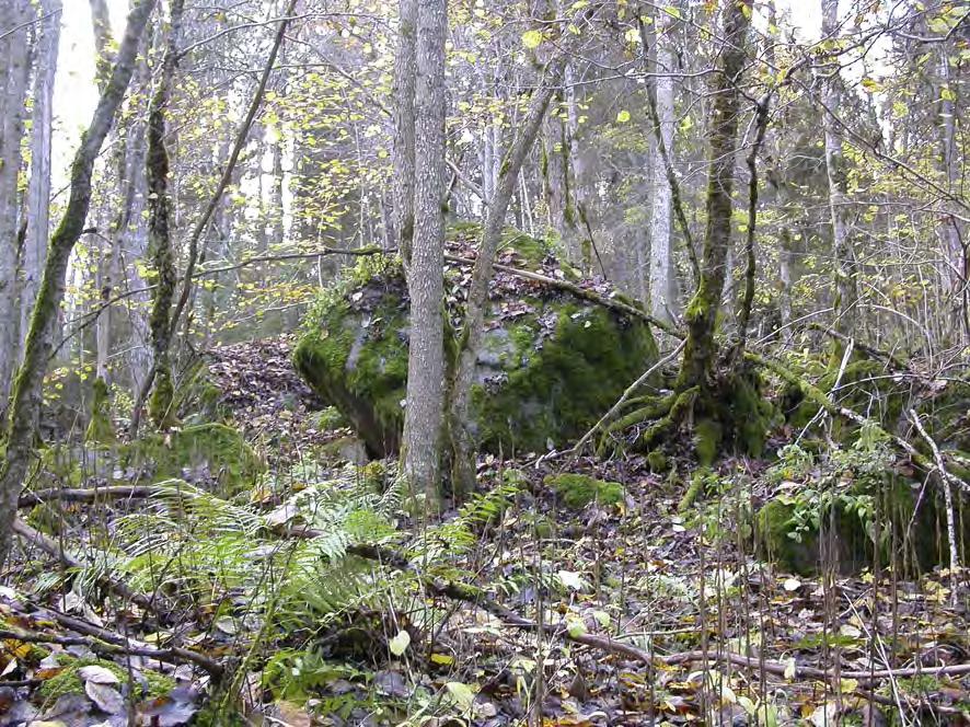 Nya lokaler för barkkvastmossa Dicranum viride UPPSALA LÄN Uppsala kommun, Bladåker fg Ekdalen, RN: 6652953, 1642213, 100 m, SE0210161, Ekdalen, Ekdalen Den del av Ekdalens NR som besöktes är en