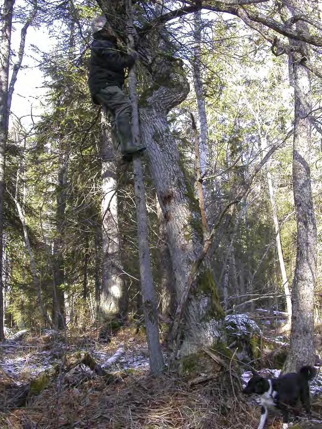 GÄVLEBORGS LÄN Gävle kommun, Hedesunda fg Lerån, uppströms vattenrännan, RN: 6709683, 1582073, 100 m Intill ån ligger denna lokal på några låga moränkullar.