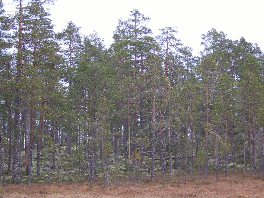 2015-05-29 1(18) Venjan Tallvärdetrakt Figur 1. Tallnaturskog i Nordblästers naturreservat som ligger i Venjans tallvärdetrakt. Foto: Länsstyrelsen Dalarnas län.