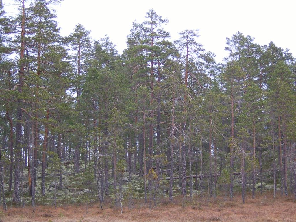 2015-05-29 1(18) Venjan Tallvärdetrakt Figur 1. Tallnaturskog i Nordblästers naturreservat som ligger i Venjans tallvärdetrakt. Foto: Länsstyrelsen Dalarnas län.