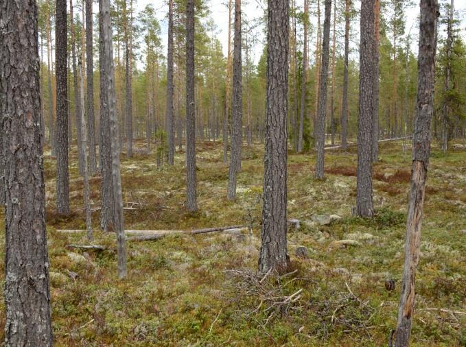 (nere till höger). Foto: Sebastian Kirppu. Myrmark och sumpskogar Inga myrskyddsobjekt finns inom värdetrakten.