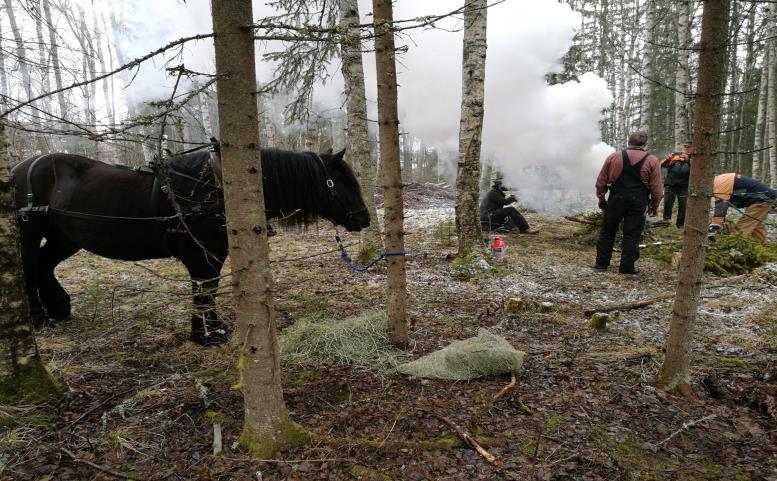 skogen. Nästa steg är att timra konstruktionen som ska sättas upp runt fejsets innerväggar av sten.