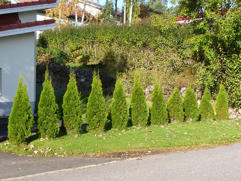 Det lönar sig att plantera plantorna för en häck som ska klippas på minst en halv meters avstånd från gränsen så att häcken i sin helhet står på den egna tomten.