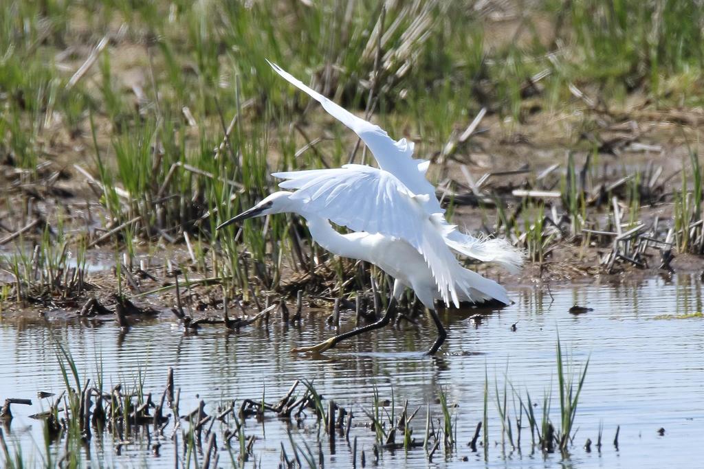 även gravand, havsörn, silvertärna och gulärla. Silkeshägern vid Bläsinge sänker sina vita vingar och visar upp en av sina gula fossingar. Foto: Anne-Charlotte Bergenheim.