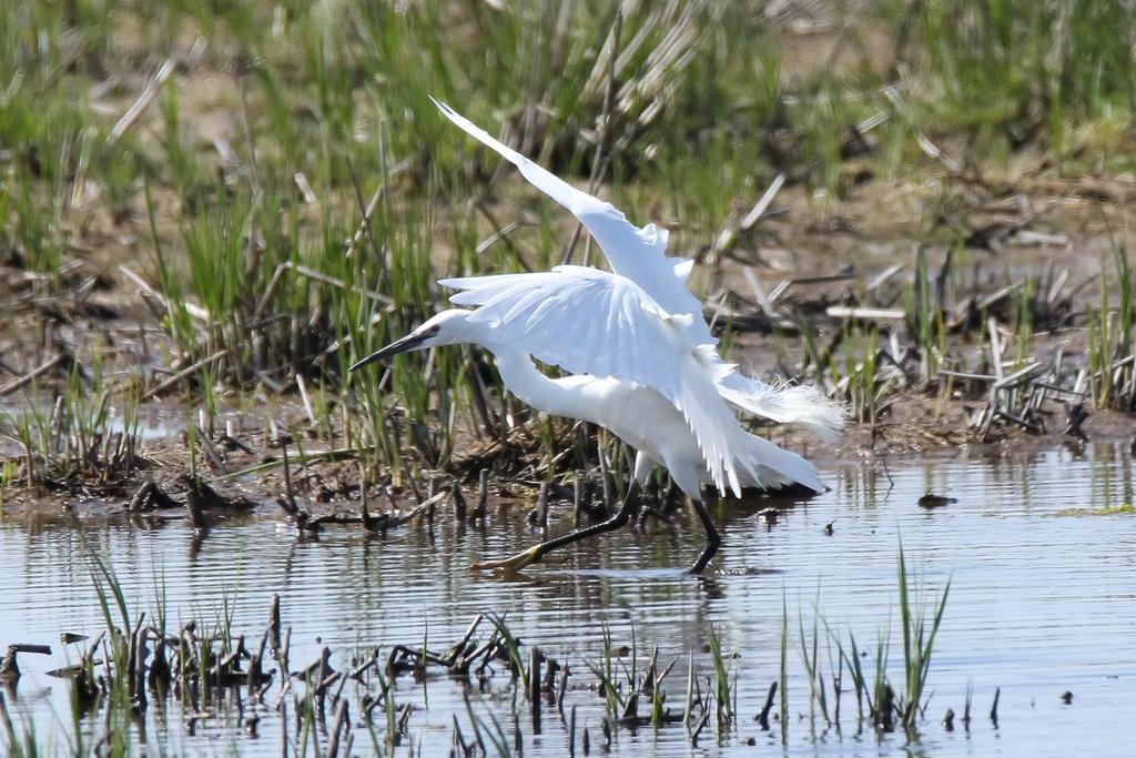 även gravand, havsörn, silvertärna och gulärla. Silkeshägern vid Bläsinge sänker sina vita vingar och visar upp en av sina gula fossingar. Foto: Anne-Charlotte Bergenheim.