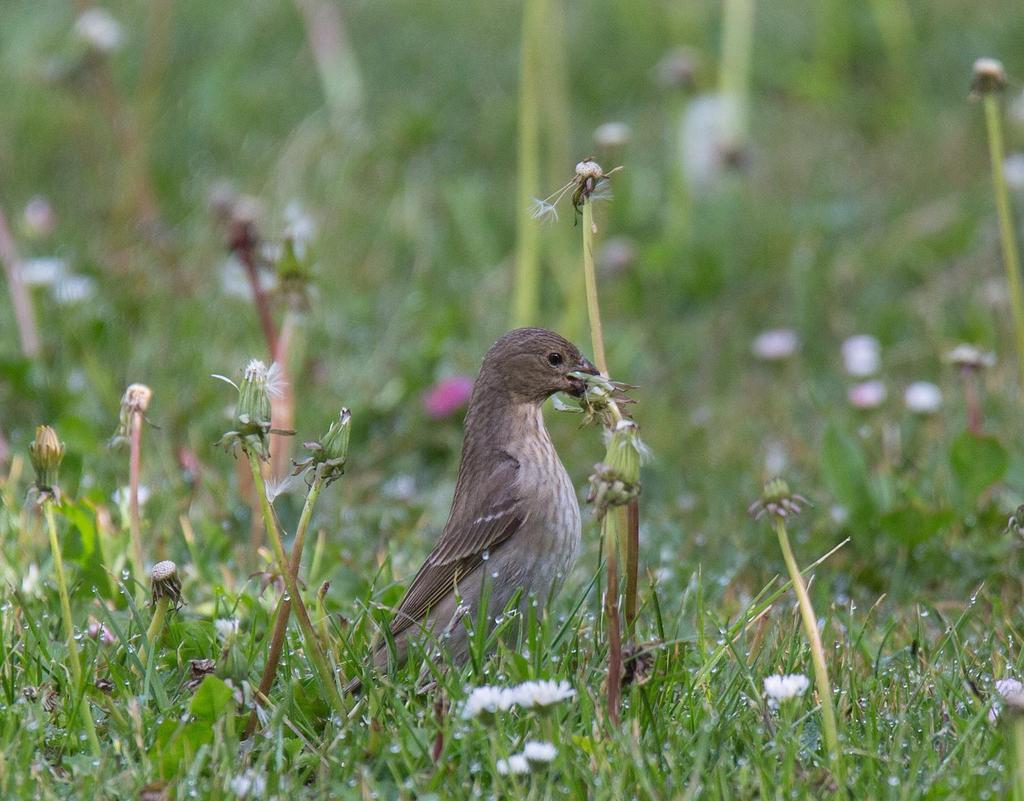 En rosenfinkshona som åt maskrosfrön vållade visst huvudbry innan artbestämningen kunde säkras. Foto: Monica Ahlberg.