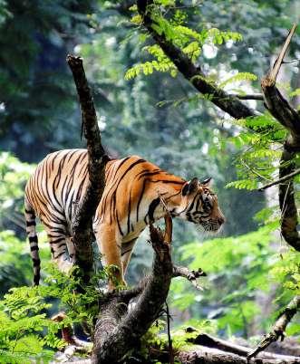 Dag 12 Ranthambore Tiger safari Tigern är världens största kattdjur och en vuxen hane kan väga över 250 kg. Den är tyvärr starkt utrotningshotad och det finns bara c:a 2500 individer kvar.