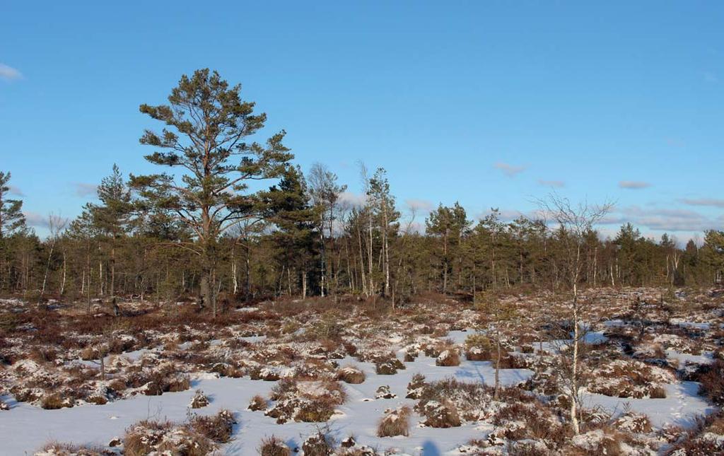 FÖRSÄLJNINGSFÖRUTSÄTTNINGAR FÖRFARANDE Fastigheten försäljes genom öppen anbudsgivning.