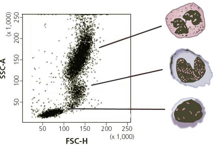 Dotplot FSC/SSC Granulo cyt Monoc yt Relativa