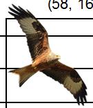 Figur. forts. Populationstrender för 85 arter. Species indices (cont.). 8 Sångsvan, Cygnus cygnus (79,., ***; 9, 7.9, ***; 89,., ***) Kungsörn, Aquila chrysaetos (7,., NS; -, -, -; 6, -.