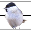 , ***;, -.7, ***; 857,., ***).5 Blåmes, Parus caeruleus (59,., ***; 896,.9, ***; 9,.6, ***).5 Svartmes, Parus ater (6, -.8, ***; 89, -., ***; 8, -., NS).