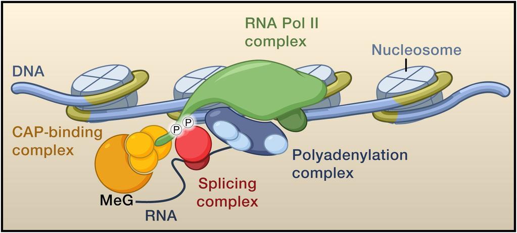 DNA till en pre-mrna sekvens. RNA polymerasets CTD domän modifieras genom fosforylering (se figur 5) och det finns flera olika ställen på denna domän som kan fosforyleras.